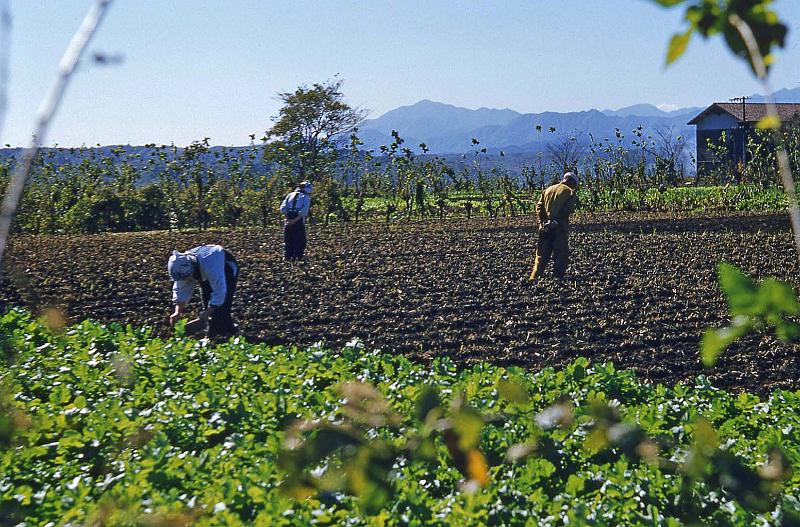 1952-3 Japan 117 Planting.jpg